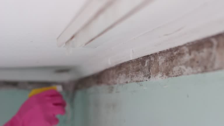 Best Mold Odor Removal Services  in Fairfield, OH